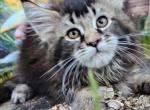 Angelica - Maine Coon Kitten For Sale - Pensacola, FL, US