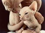 Star Spangled boy - Sphynx Kitten For Sale - VA, US