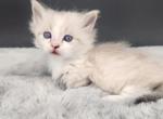 Winston - Munchkin Kitten For Sale - Joplin, MO, US