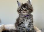 Millie - Maine Coon Kitten For Sale - New Park, PA, US