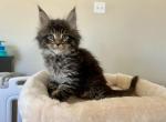 Tiger - Maine Coon Kitten For Sale - New Park, PA, US