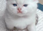 Captain White - British Shorthair Kitten For Sale - Los Angeles, CA, US