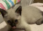 Cleo - Siamese Kitten For Sale - Los Angeles, CA, US