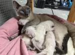 Bella - Siamese Kitten For Sale - Philadelphia, PA, US