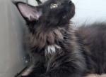 Vader - Maine Coon Kitten For Sale - San Antonio, TX, US