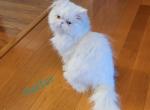 Dexter - Persian Cat For Sale - Bois D Arc, MO, US
