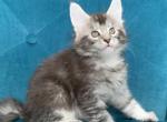 Maine babies - Maine Coon Kitten For Sale - Brooklyn, NY, US