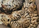 Brown Males - Bengal Kitten For Sale - Battle Ground, WA, US