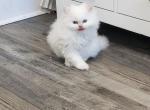 Snowy Seal Point Himalayan - Himalayan Kitten For Sale - Crawfordsville, IN, US