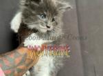 Wolverine - Maine Coon Kitten For Sale - OH, US