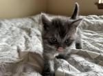NoName - Scottish Straight Kitten For Sale - Oak Harbor, WA, US