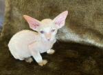 White naked - Peterbald Kitten For Sale - Springfield, MO, US