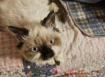 Selkirk Rex mix - Selkirk Rex Kitten For Sale - Whiteford, MD, US