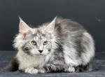 Maine Coon NY A Williamina - Maine Coon Kitten For Sale - 