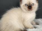 Damian - Scottish Fold Kitten For Sale - Joplin, MO, US