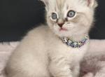 Daffodil - Scottish Fold Kitten For Sale - Joplin, MO, US