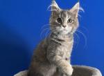 Mainecoon kitten girl Blueberry - Maine Coon Kitten For Sale - 