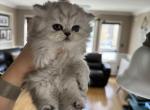 Persian kittens - Persian Kitten For Sale - Staten Island, NY, US