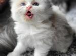 FOXYS LITTER - Ragamuffin Kitten For Sale - Fredonia, WI, US