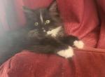 Lucy - Domestic Kitten For Sale - Wells, ME, US