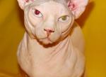 BAMBINO Odd Eyed - Bambino Cat For Sale - Memphis, TN, US