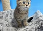 Tiger - Scottish Fold Kitten For Sale - Renton, WA, US