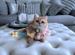 Princess - British Shorthair Kitten For Sale - Maryland City, MD, US