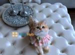 Princess - British Shorthair Kitten For Sale - New York, NY, US