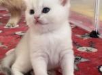 Lana - British Shorthair Kitten For Sale - New York, NY, US