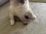 tortie point girl - Himalayan Kitten For Sale - Mount Prospect, IL, US