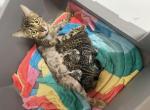 Sweet Dreams Litter - Bengal Kitten For Sale - 