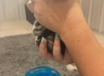 Steffi's Litter - Bengal Kitten For Sale - 
