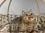 Tabby - Scottish Straight Kitten For Sale - New Prague, MN, US