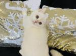 Alisa - British Shorthair Kitten For Sale - New Prague, MN, US