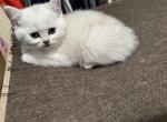 Sky - Scottish Fold Kitten For Sale - Northridge, CA, US