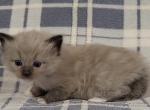 Areona and Hans - Ragdoll Kitten For Sale - Little Rock, AR, US