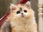 Koko - Selkirk Rex Kitten For Sale - CA, US