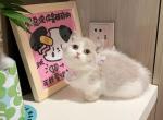 Gigi - Minuet Kitten For Sale - CA, US