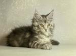 Elizar - Maine Coon Kitten For Sale - Miami, FL, US