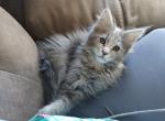 Yin - Maine Coon Kitten For Sale - Trevor, WI, US