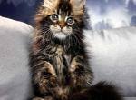 Maine Coon EZ Renaldo - Maine Coon Kitten For Sale - New York, NY, US