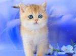 Elina British - British Shorthair Kitten For Sale - New York, NY, US