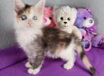 Poltava litter Feb 24 - Maine Coon Kitten For Sale - Fort Worth, TX, US