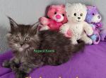 Soffe litter Feb 24 - Maine Coon Kitten For Sale - Fort Worth, TX, US