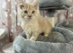 Hobbes - Maine Coon Kitten For Sale - Brighton, CO, US