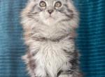 Xazima - Maine Coon Kitten For Sale - Houston, TX, US