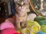 Tina - Scottish Straight Kitten For Sale - 