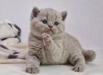 Ollie - British Shorthair Kitten For Sale - Hollywood, FL, US