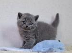 Orion - British Shorthair Kitten For Sale - Hollywood, FL, US