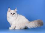 Pink Rose - Siberian Kitten For Sale - Pembroke Pines, FL, US